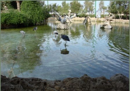 باغ پرندگان کیش باغ پرندگان کیش